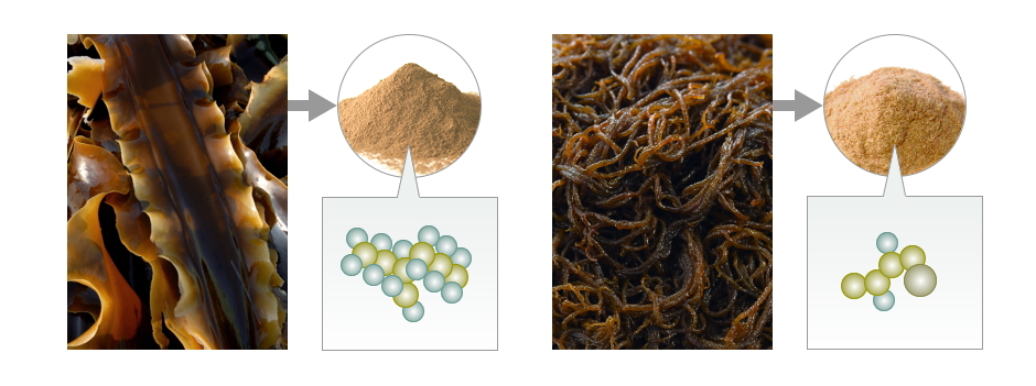 褐藻ごとに異なるフコイダンの構造